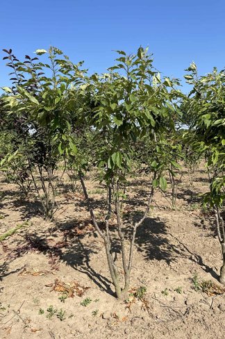 Japanische Zierkirsche Mehrstämmig 'Ukon'| Prunus serrulata 'Ukon'