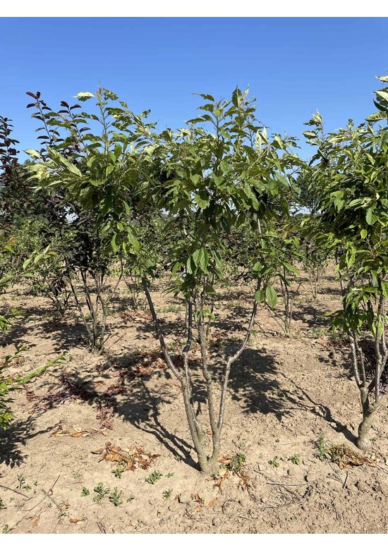 Japanische Zierkirsche Mehrstämmig 'Ukon'| Prunus serrulata 'Ukon'