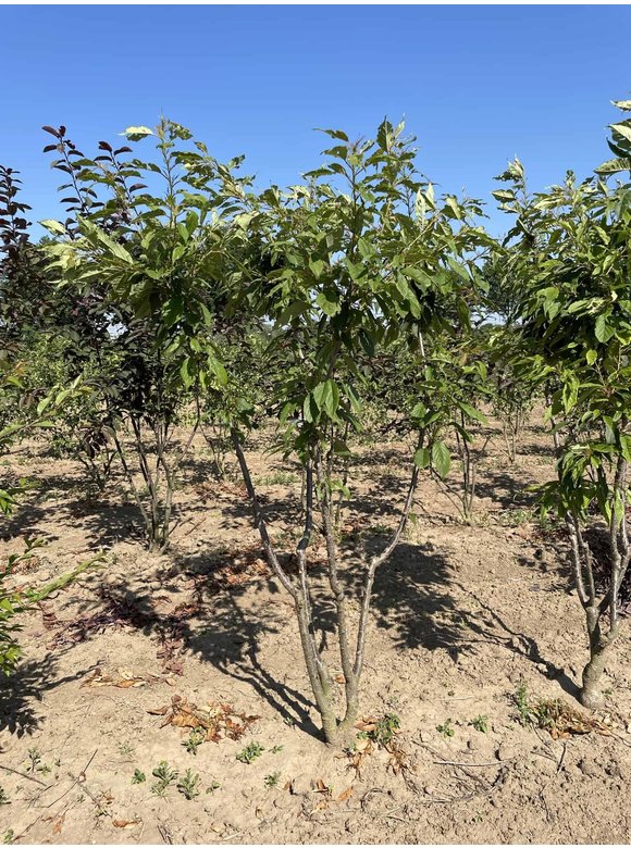Japanischer Zierkirsche 'Ukon' - Mehrstämmig | Prunus serrulata 'Ukon' Japanischer Zierkirsche 'Ukon' - Mehrstämmig | Prunus serrulata 'Ukon'