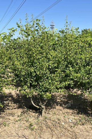 Schwarzdorn mehrstämmig | Prunus spinosa