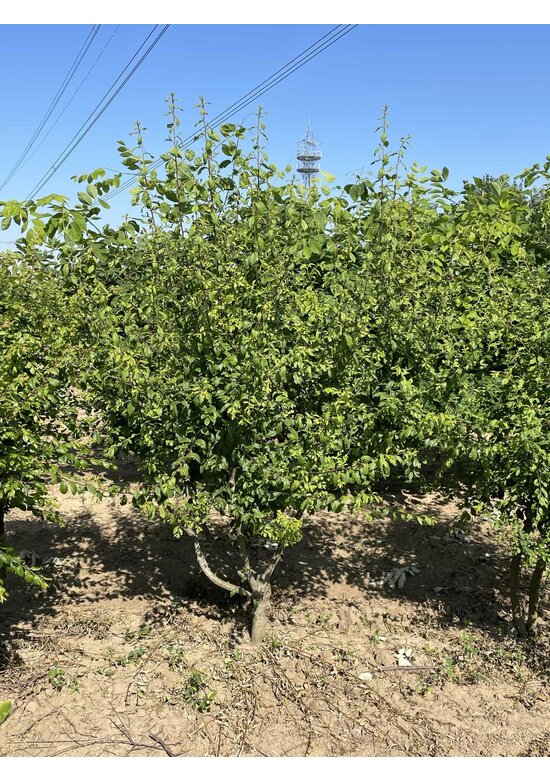 Schwarzdorn spinosa Mehrstämmig | Prunus spinosa