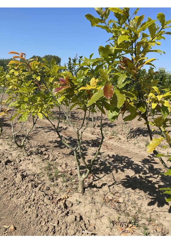 Wollmispel-Eiche - Mehrstämmig | Quercus rhysophylla 'Maya'