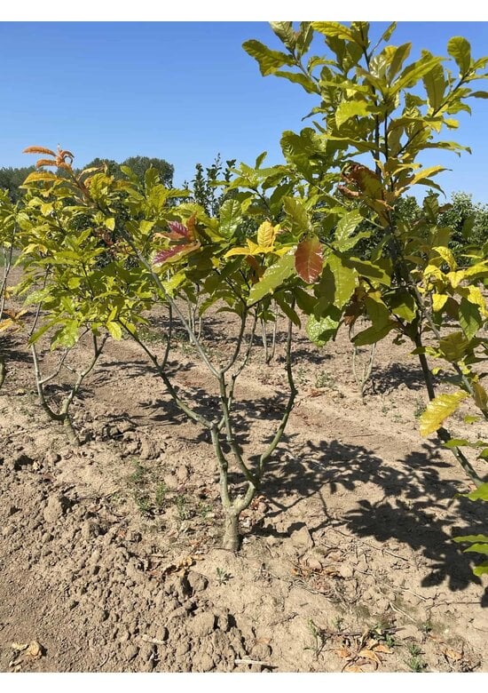 Wollmispel-Eiche - Mehrstämmig | Quercus rhysophylla 'Maya'