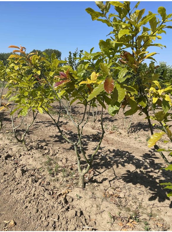 Wollmispel-Eiche - Mehrstämmig | Quercus rhysophylla 'Maya' Wollmispel-Eiche - Mehrstämmig | Quercus rhysophylla 'Maya'