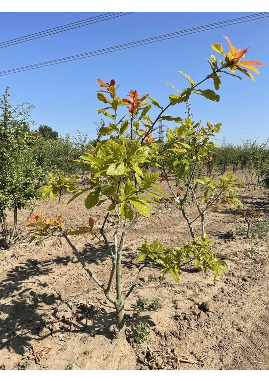 Wollmispel-Eiche - Mehrstämmig | Quercus rhysophylla 'Maya'