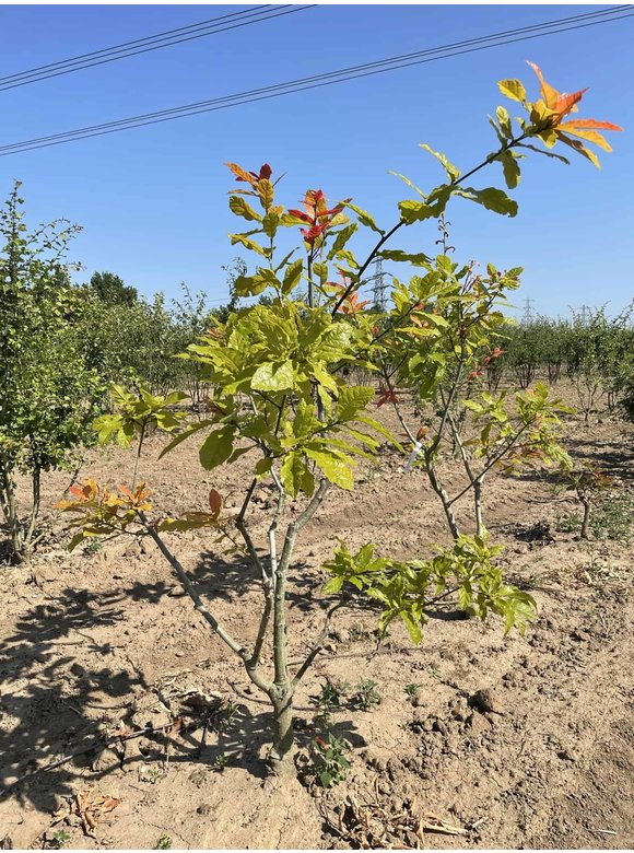 Wollmispel-Eiche - Mehrstämmig | Quercus rhysophylla 'Maya' Wollmispel-Eiche - Mehrstämmig | Quercus rhysophylla 'Maya'