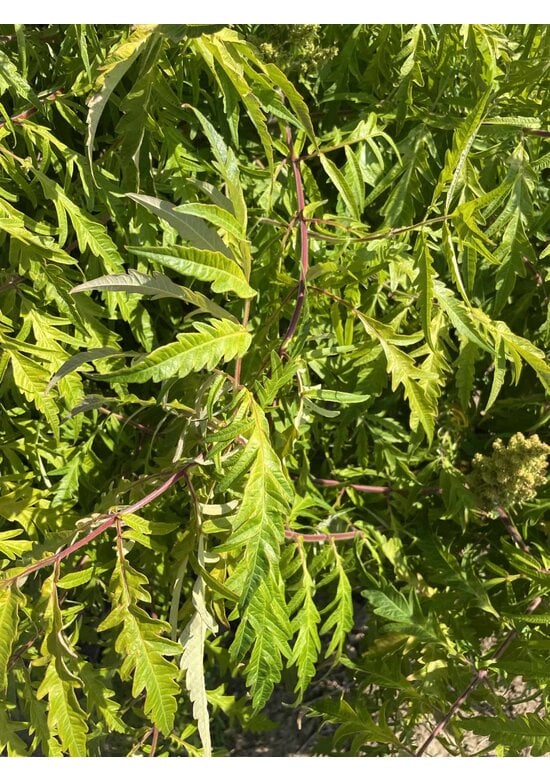 Gelbgrüner Essigbaum 'Tiger Eyes' - Mehrstämmig | Rhus typhina 'Tiger Eyes'