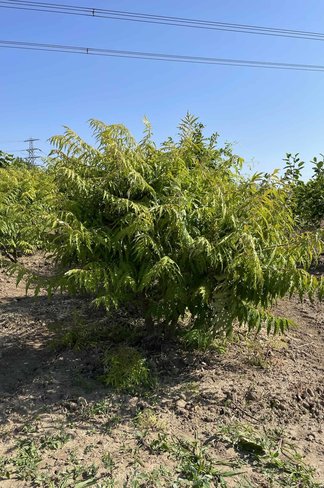 Gelbgrüner Essigbaum 'Tiger Eyes' - Mehrstämmig | Rhus typhina 'Tiger Eyes'