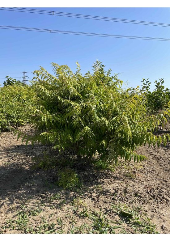 Gelbgrüner Essigbaum 'Tiger Eyes' - Mehrstämmig | Rhus typhina 'Tiger Eyes'