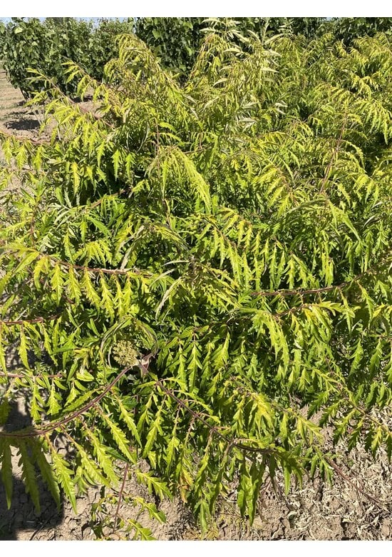 Gelbgrüner Essigbaum 'Tiger Eyes' - Mehrstämmig | Rhus typhina 'Tiger Eyes'