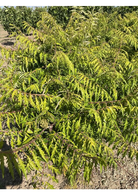 Gelbgrüner Essigbaum 'Tiger Eyes' - Mehrstämmig | Rhus typhina 'Tiger Eyes'