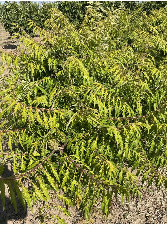 Gelbgrüner Essigbaum Rhus typhina ‘Tiger eyes’ Mehrstämmig | Rhus typhina ‘Tiger eyes’ Gelbgrüner Essigbaum Rhus typhina ‘Tiger eyes’ Mehrstämmig | Rhus typhina ‘Tiger eyes’