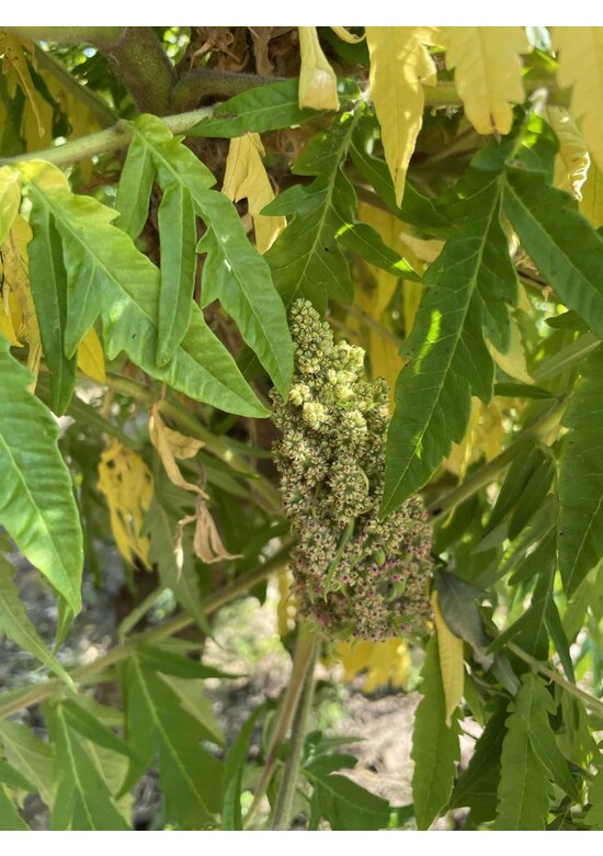 Gelbgrüner Essigbaum 'Tiger Eyes' - Mehrstämmig | Rhus typhina 'Tiger Eyes'