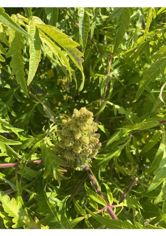 Gelbgrüner Essigbaum 'Tiger Eyes' - Mehrstämmig | Rhus typhina 'Tiger Eyes'