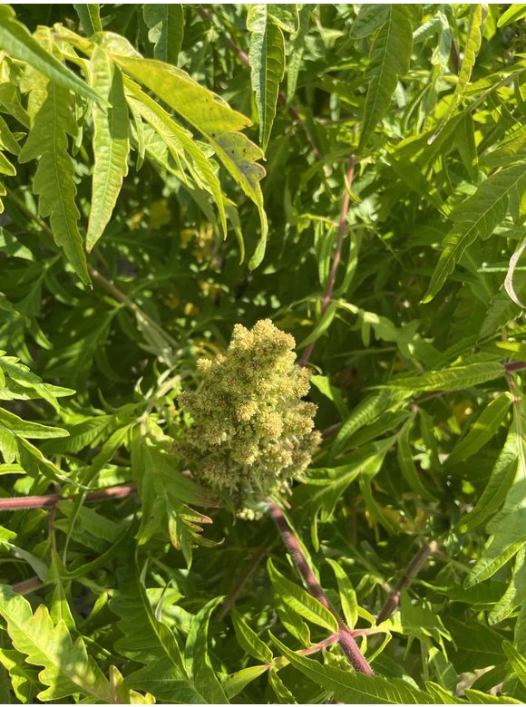 Gelbgrüner Essigbaum Rhus typhina ‘Tiger eyes’ Mehrstämmig | Rhus typhina ‘Tiger eyes’ Gelbgrüner Essigbaum Rhus typhina ‘Tiger eyes’ Mehrstämmig | Rhus typhina ‘Tiger eyes’