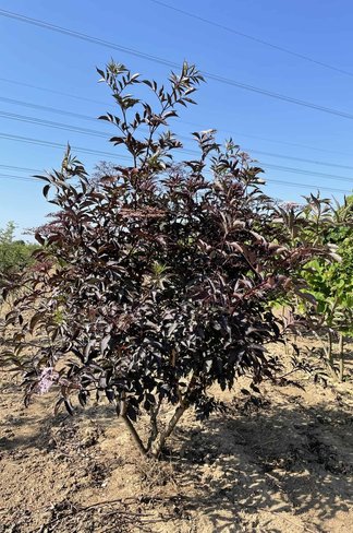 Schwarzer Holunder 'Black Lace' - Mehrstämmig | Sambucus nigra 'Black Lace' Schwarzer Holunder 'Black Lace' - Mehrstämmig | Sambucus nigra 'Black Lace'
