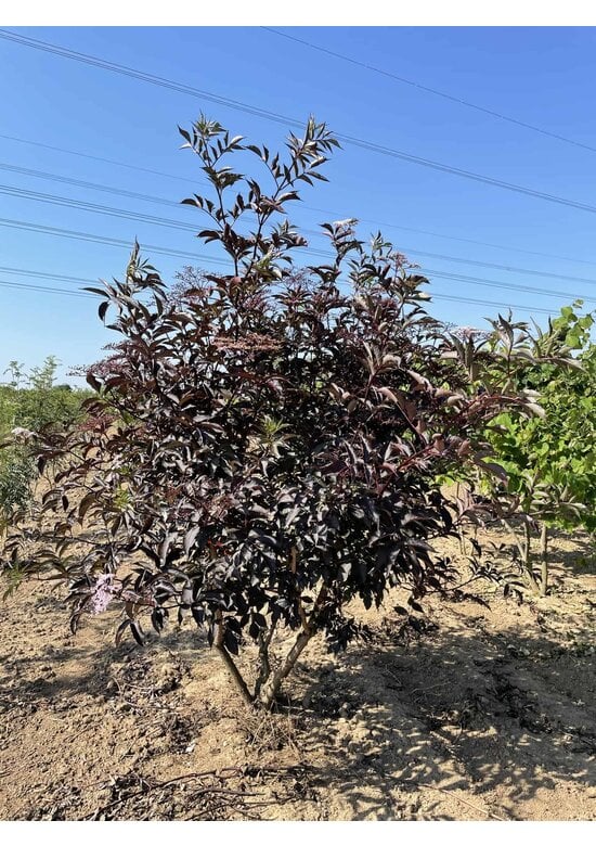 Schwarzer Holunder 'Black Lace' - Mehrstämmig | Sambucus nigra 'Black Lace'