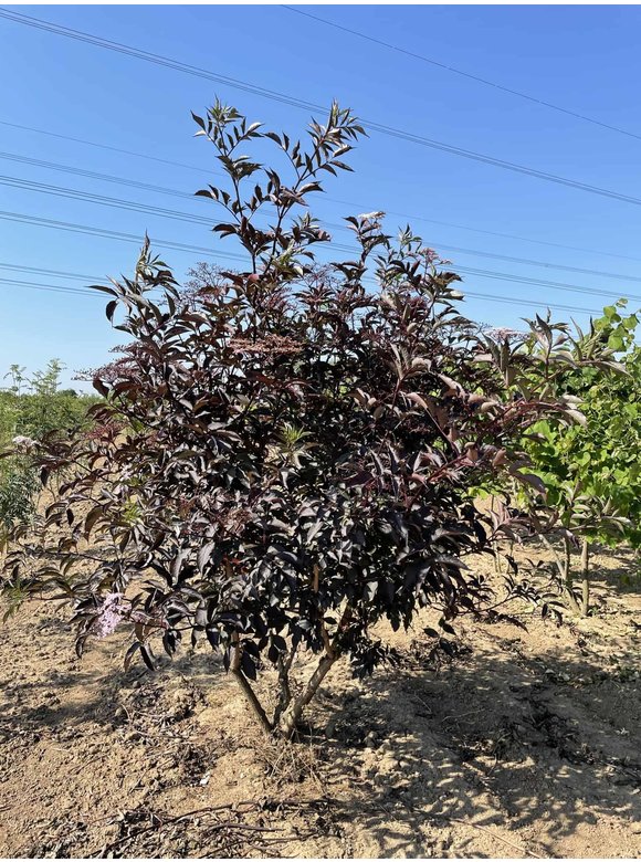 Schwarzer Holunder 'Black Lace' - Mehrstämmig | Sambucus nigra 'Black Lace' Schwarzer Holunder 'Black Lace' - Mehrstämmig | Sambucus nigra 'Black Lace'