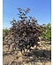 Venovi GmbH Schwarzer Holunder 'Black Lace' - Mehrstämmig | Sambucus nigra 'Black Lace'