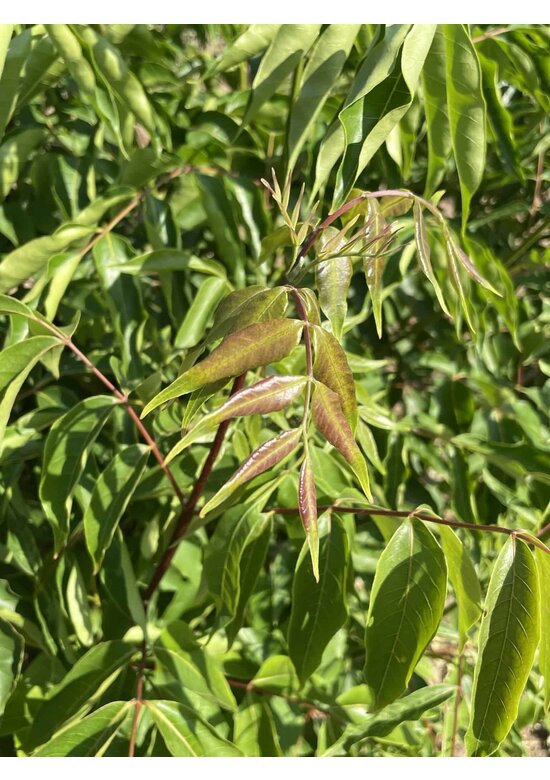 Bienenbaum - Mehrstämmig | Tetradium danielli - Euodia hupehensis