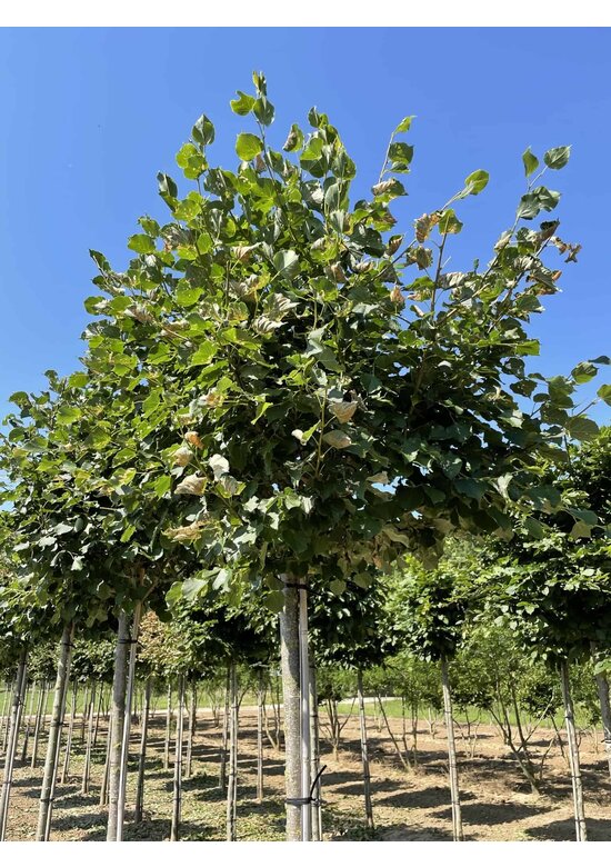 Winterlinde Kastenform | Tilia cordata