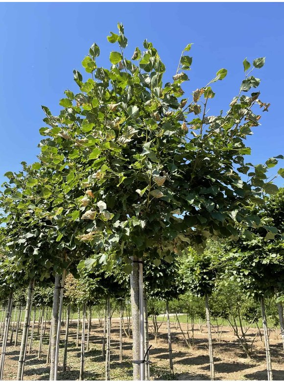 Winterlinde Kastenform | Tilia cordata Winterlinde Kastenform | Tilia cordata