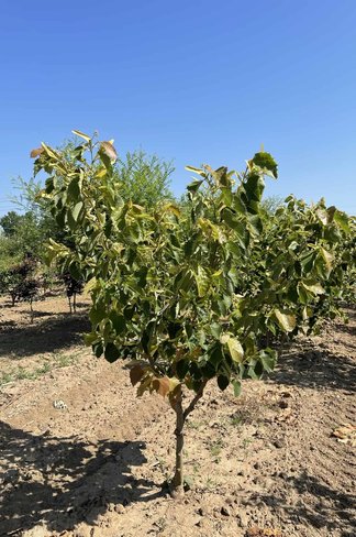 Henrys-Linde Henryana - Mehrstämmig | Tilia Henryana