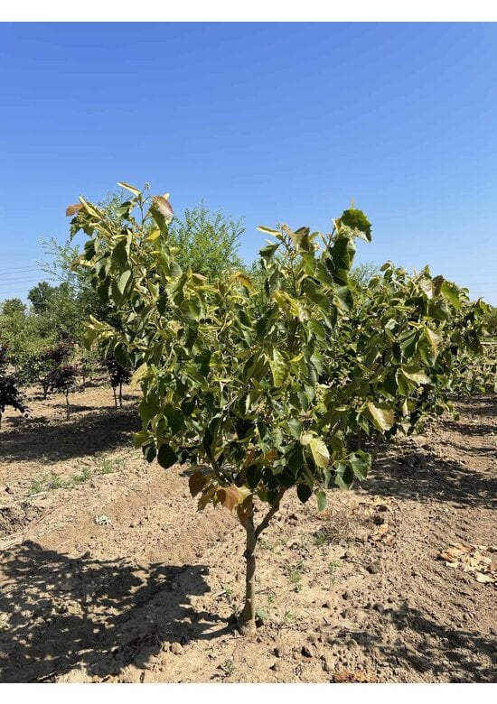 Mehrstämmige Henrys Linde | Tilia Henryana