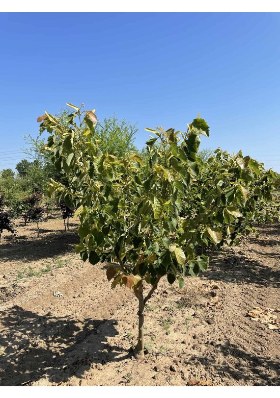 Mehrstämmige Henrys Linde | Tilia Henryana