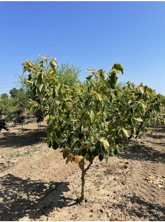 Henrys-Linde Henryana - Mehrstämmig | Tilia Henryana Henrys-Linde Henryana - Mehrstämmig | Tilia Henryana