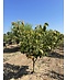 Mehrstämmige Henrys Linde | Tilia Henryana