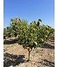 Mehrstämmige Henrys Linde | Tilia Henryana