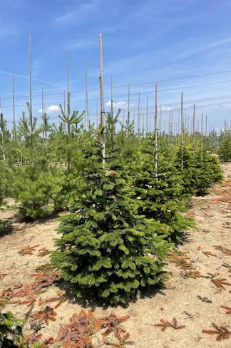 Nordmanntanne - Kaukasus-Tanne | Abies nordmanniana