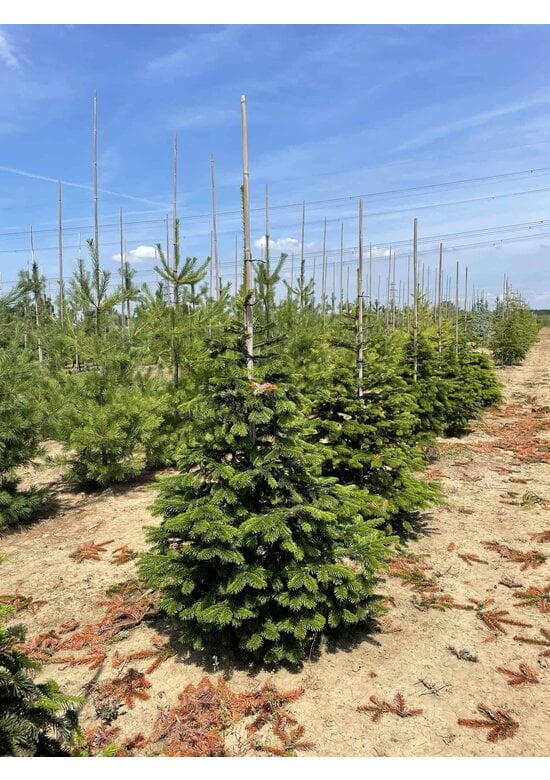 Nordmanntanne - Kaukasus-Tanne | Abies nordmanniana