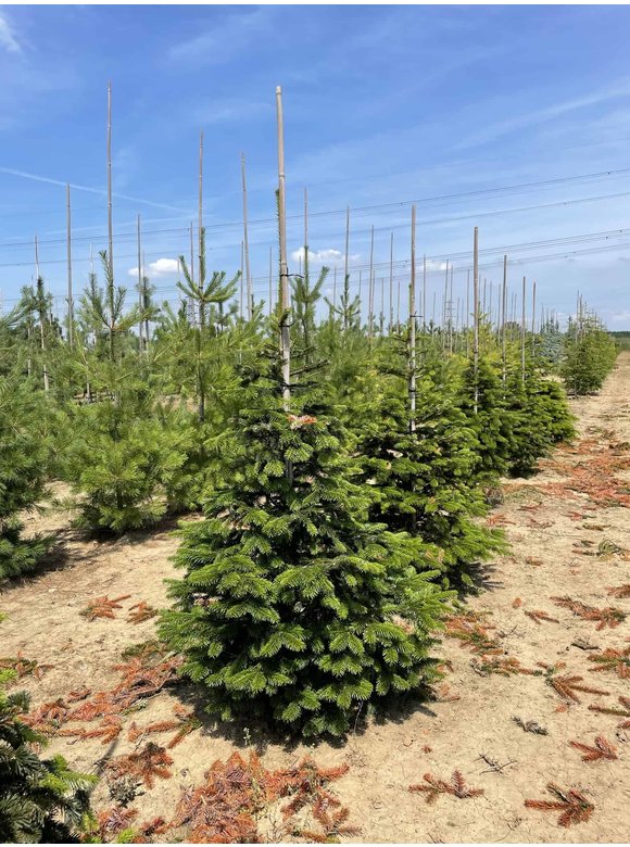 Nordmanntanne - Kaukasus-Tanne | Abies nordmanniana Nordmanntanne - Kaukasus-Tanne | Abies nordmanniana