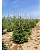 Venovi GmbH Nordmanntanne - Kaukasus-Tanne | Abies nordmanniana
