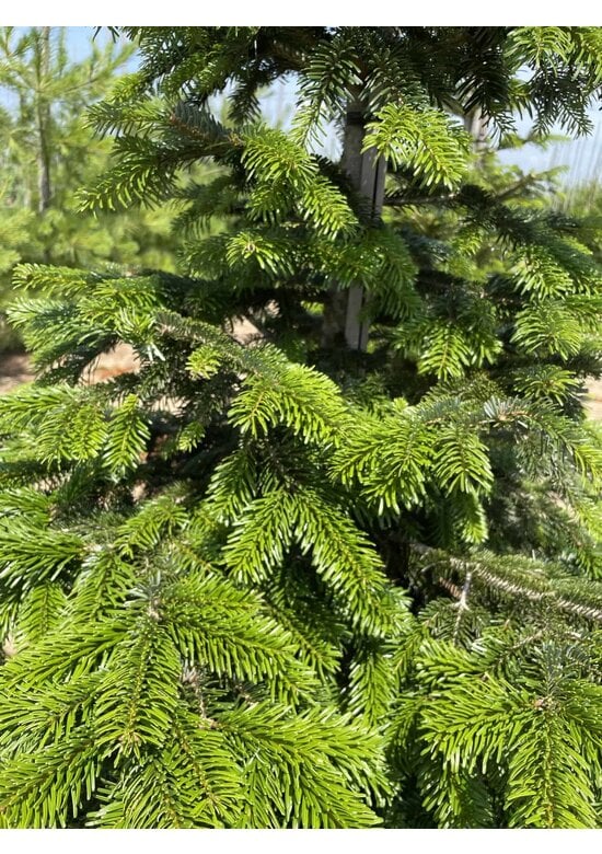 Nordmanntanne - Kaukasus-Tanne | Abies nordmanniana