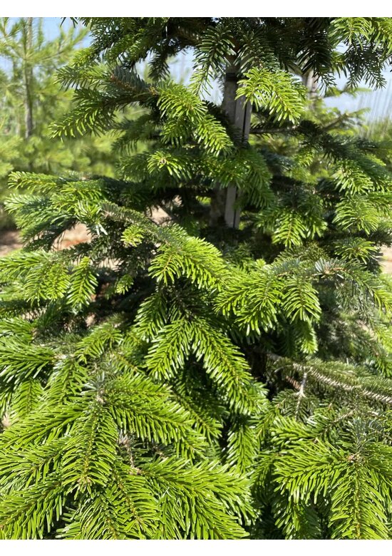 Nordmanntanne - Kaukasus-Tanne | Abies nordmanniana