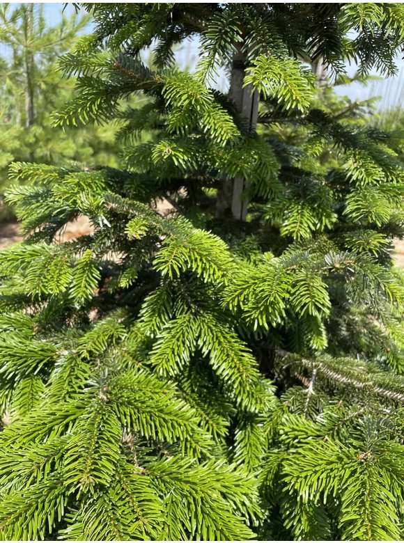 Nordmanntanne - Kaukasus-Tanne | Abies nordmanniana Nordmanntanne - Kaukasus-Tanne | Abies nordmanniana