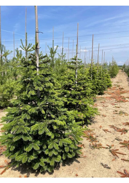 Nordmanntanne - Kaukasus-Tanne | Abies nordmanniana