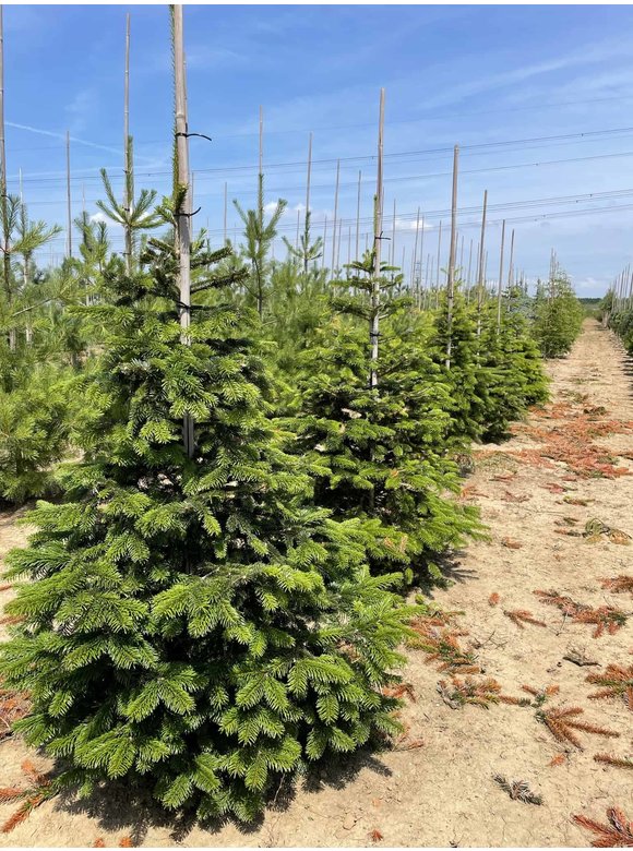 Nordmanntanne - Kaukasus-Tanne | Abies nordmanniana Nordmanntanne - Kaukasus-Tanne | Abies nordmanniana