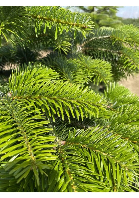 Nordmanntanne - Kaukasus-Tanne | Abies nordmanniana