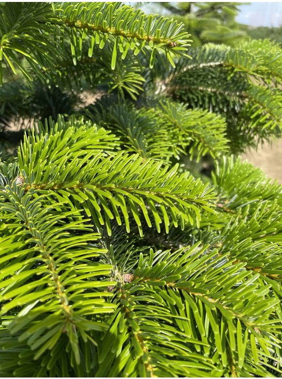 Nordmanntanne - Kaukasus-Tanne | Abies nordmanniana Nordmanntanne - Kaukasus-Tanne | Abies nordmanniana