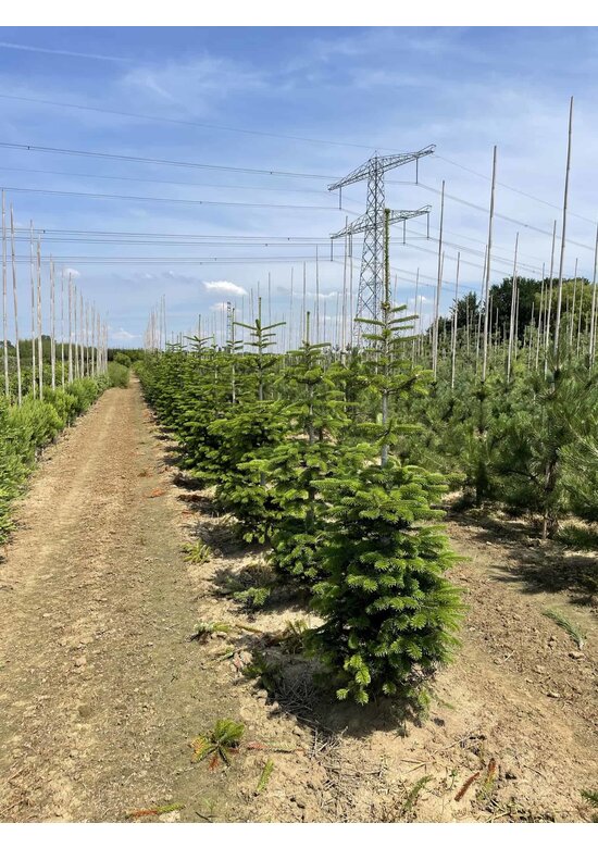 Nordmanntanne - Kaukasus-Tanne | Abies nordmanniana