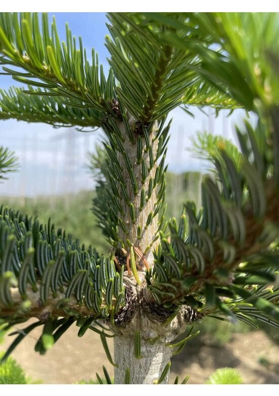 Nordmanntanne - Kaukasus-Tanne | Abies nordmanniana