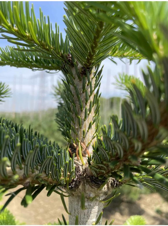 Nordmanntanne - Kaukasus-Tanne | Abies nordmanniana Nordmanntanne - Kaukasus-Tanne | Abies nordmanniana
