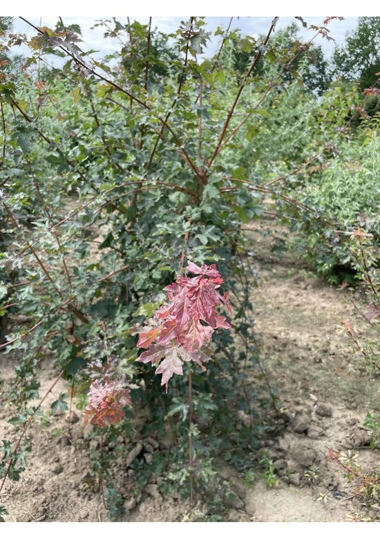 Feldahorn Mehrstämmig | Acer campestre