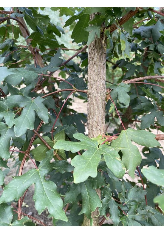 Feldahorn Mehrstämmig | Acer campestre