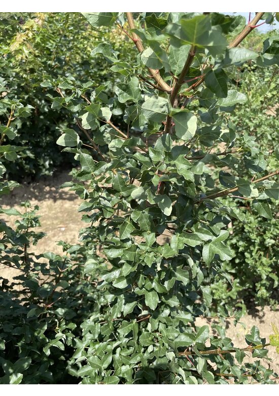 Französischer Ahorn - Mehrstämmig | Acer monspessulanum