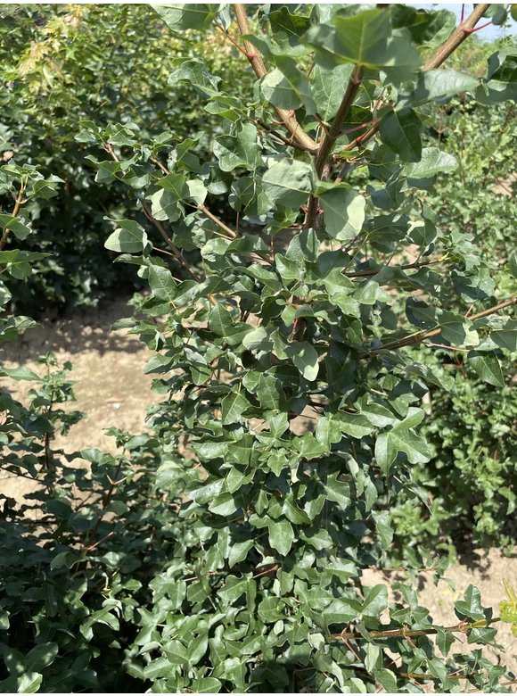 Französischer Ahorn - Mehrstämmig | Acer monspessulanum Französischer Ahorn - Mehrstämmig | Acer monspessulanum